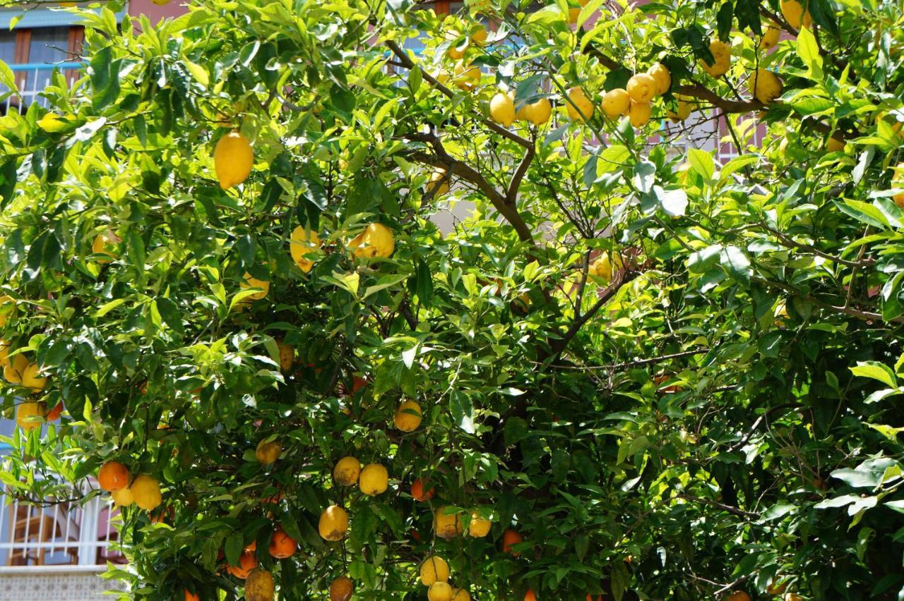 Villa Susy Relais Sant'Agnello Bagian luar foto